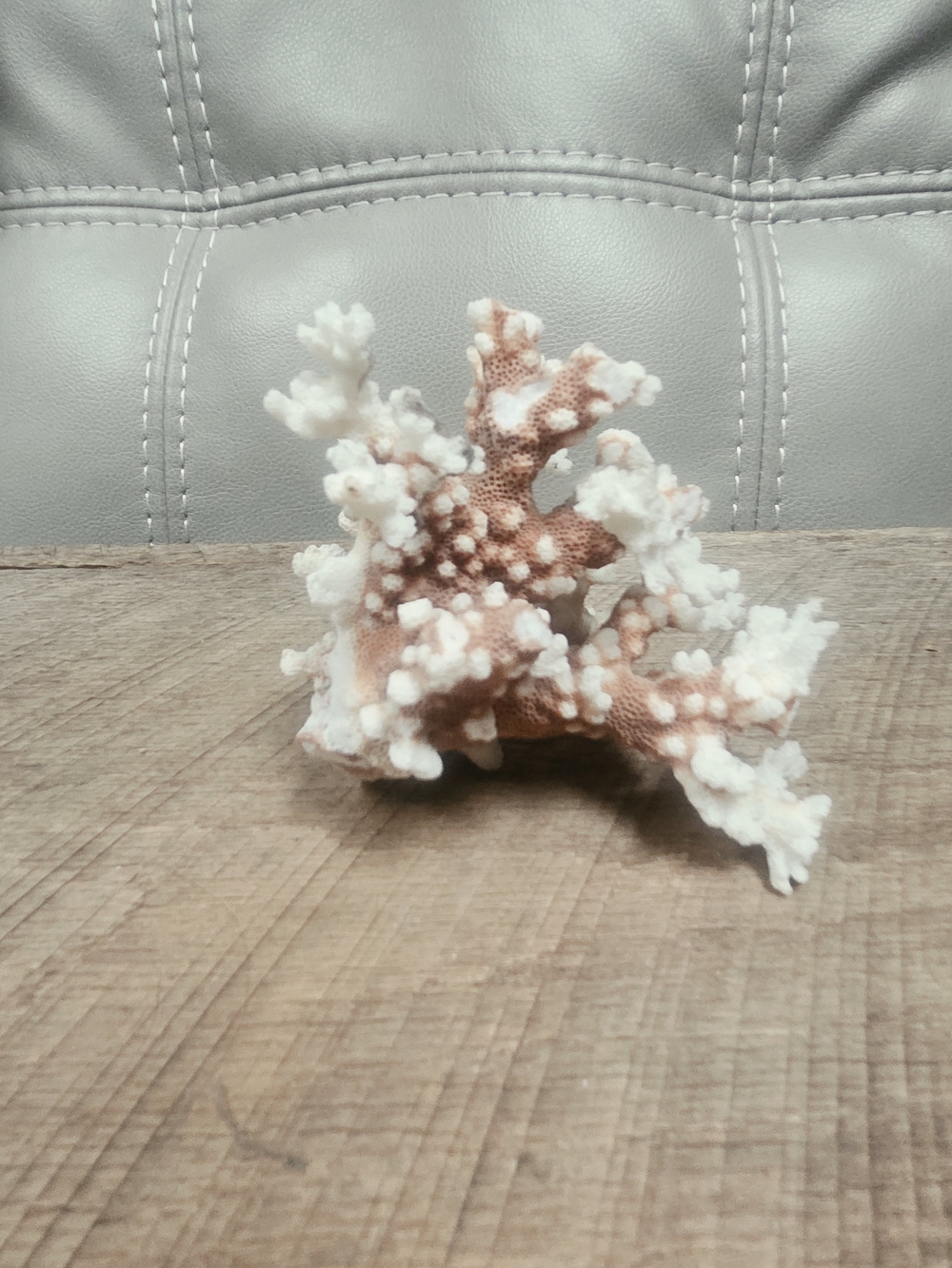 Vintage Natural White Cauliflower Coral Specimen - 6.9 Oz Bin PP